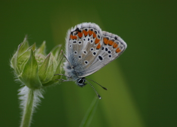 Kleiner Sonnenröschen-Bläuling (Aricia agestis) - © Emanuel Trummer